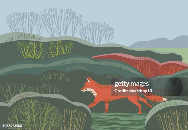 countryside scene with fox - hedge stock illustrations
