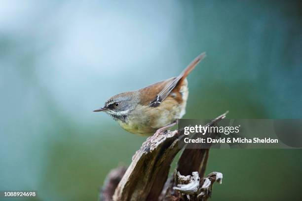 white-browed scrubwren (sericornis frontalis), wilsons promontory national park, victoria - sericornis frontalis stock pictures, royalty-free photos & images