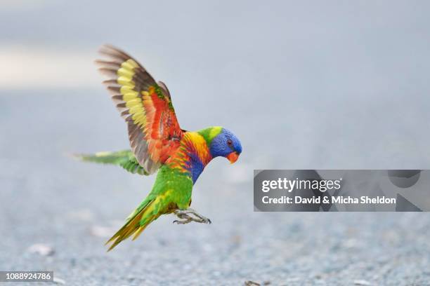 rainbow lorikeet (trichoglossus moluccanus) landing, in flight, pebbly beach, victoria - rainbow lorikeet stock pictures, royalty-free photos & images