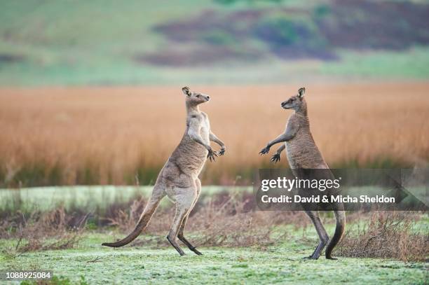 eastern gray kangaroo (macropus giganteus), males fighting on a meadow, great otway national park, victoria - grey kangaroo stock pictures, royalty-free photos & images