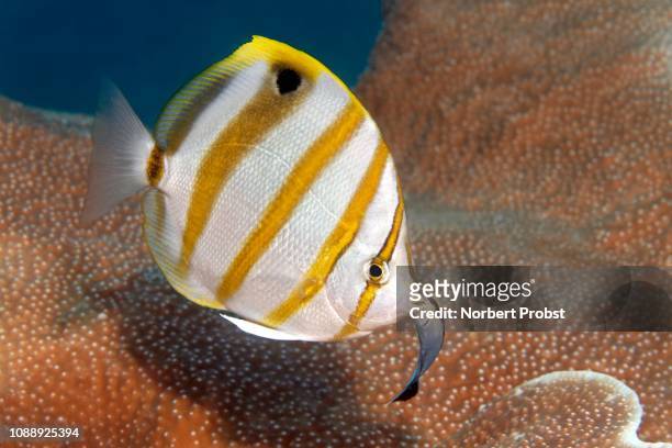 sixspine butterflyfish (parachaetodon ocellatus) with bluestreak cleaner wrasse (labroides dimidiatus), great barrier reef, pacific - pesce dottore foto e immagini stock