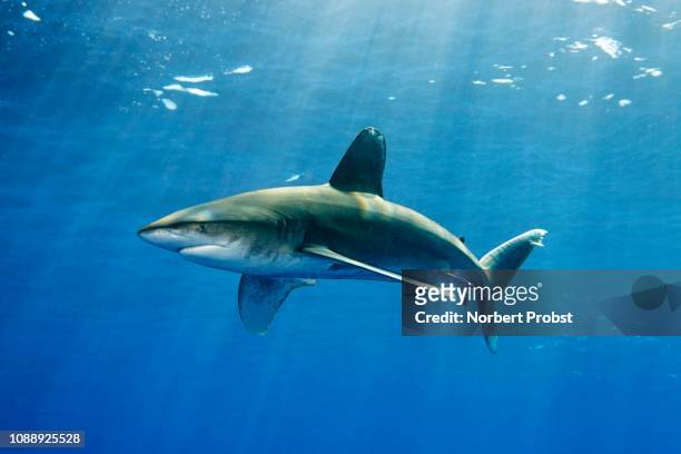oceanic whitetip shark (carcharhinus longimanus), swims under the sea surface, great barrier reef, pacific - oceanic white tip shark stock pictures, royalty-free photos & images