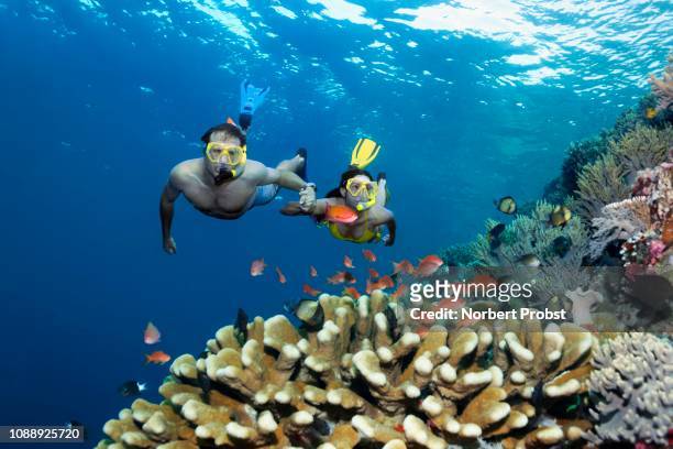 pair, snorkeler, dives hand in hand over coral reef, looks at fish, flagfishes (anthiadinae) reeffish, great barrier reef, pacific - snorkeling fotografías e imágenes de stock