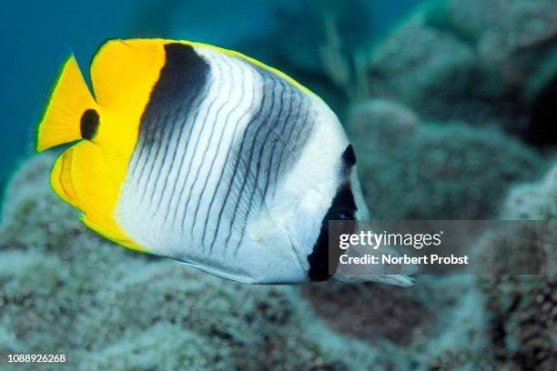 pacific double-saddle butterflyfish (chaetodon ulietensis), swims over coral reef, south sulawesi, selayar island, flores sea, pacific, indonesia - pacific double saddle butterflyfish stock pictures, royalty-free photos & images