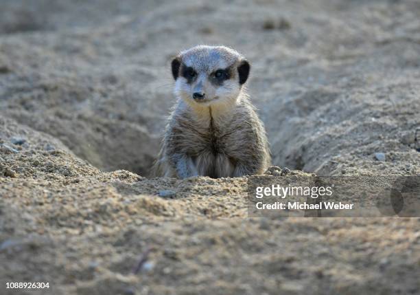 170 Meerkat Burrow Photos and Premium High Res Pictures - Getty Images