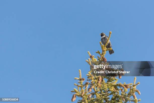 ring ouzel (turdus torquatus) sitting on spruce in front of blue sky, stubai valley, tyrol, austria - turdus torquatus stock pictures, royalty-free photos & images