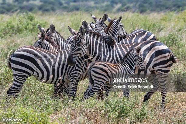 plains zebras (equus quagga), crowded animals with foals, tsavo west national park, kenya - zebra herd stock pictures, royalty-free photos & images