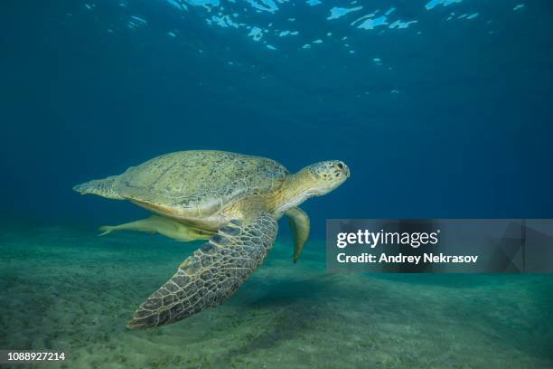 green sea turtle (chelonia mydas) and slender sharksucker (echeneis naucrates) swim over sandy bottom in blue water, red sea, abu dabab, marsa alam, egypt - echeneis remora stock pictures, royalty-free photos & images