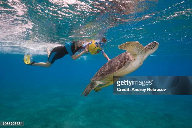 woman and little boy with mask and fins swim with green sea turtle (chelonia mydas) under surface of the blue water, red sea, abu dabab, marsa alam, egypt - marsa alam stock pictures, royalty-free photos & images
