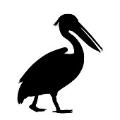 Pelican silhouette isolated on white background vector