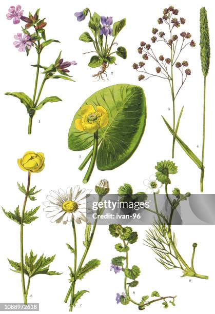 medicinal and herbal plants - viola odorata stock illustrations