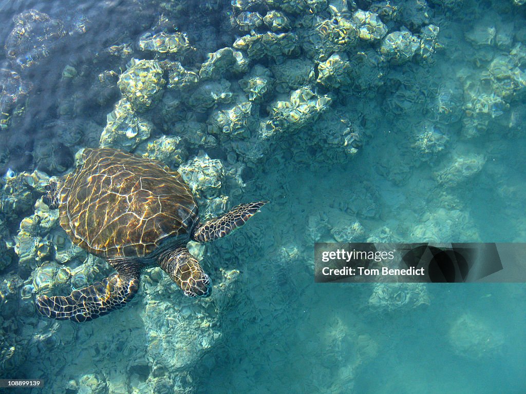 Honu 4