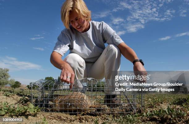 Barbara Spagnuolo, a prairie dog management and relocation specialist with City of Boulder Open Space and Mountain Parks checks on a praire dog she...