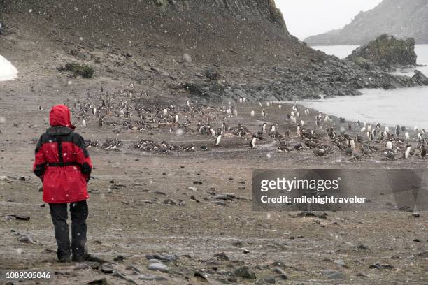 woman traveler explores nesting gentoo penguin colony aitcho island south shetlands islands antarctica - south shetland islands stock pictures, royalty-free photos & images