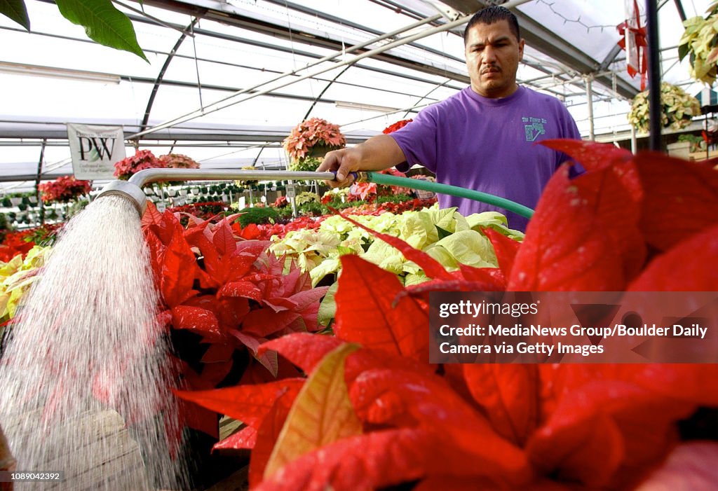 Manuel Gallardo Vaca A Grower At The Flower Bin In Longmont Waters manuel-gallardo-vaca-a-grower-at-the-flower-bin-in-longmont-waters