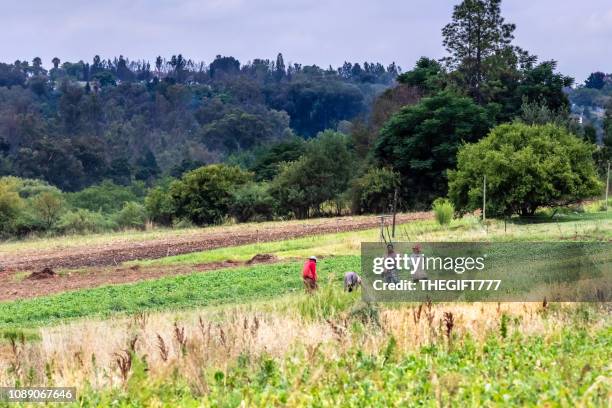 landarbeiders in een boerderij in muldersdrift, zuid-afrika - johannesburg stockfoto's en -beelden