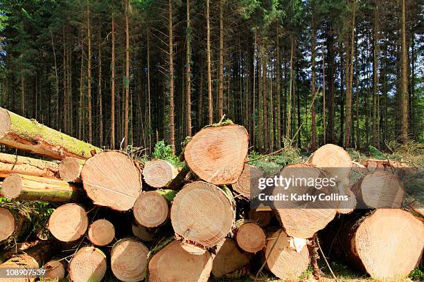 sitka spruce commercial felling, scotland - sitkafichte stock-fotos und bilder