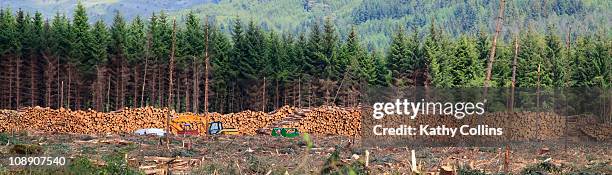 sitka spruce commercial felling, scotland - sitkafichte stock-fotos und bilder