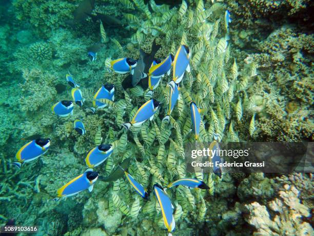 lots of tiny yellow fish (convict surgeonfish or acanthurus triostegus) - convict surgeonfish stock pictures, royalty-free photos & images