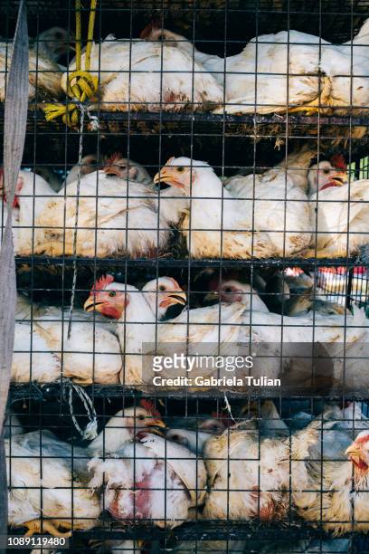chickens in a cage transportation - haemophilus influenzae fotografías e imágenes de stock
