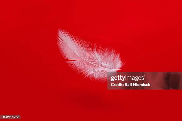 a floating feather - federleicht stock-fotos und bilder