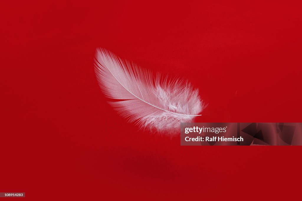 A floating feather