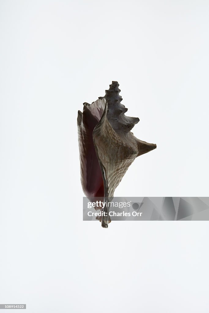 A Conch Shell Side View High-Res Stock Photo - Getty Images