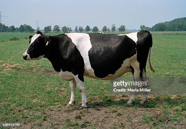 cow in a pasture - cow stock-fotos und bilder