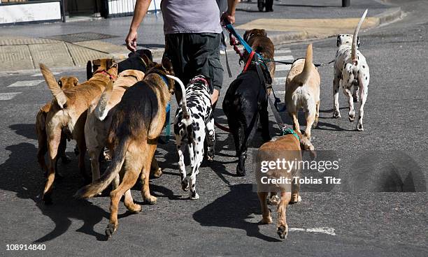 rear view of a man walking a group of dogs - large group of animals fotografías e imágenes de stock