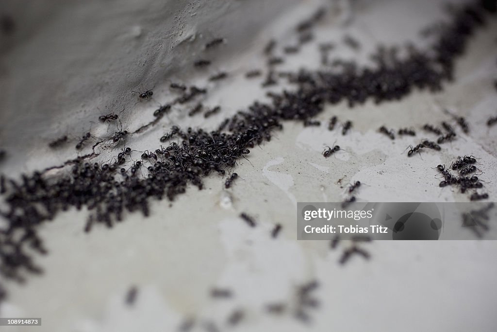 Detail of a colony of ants