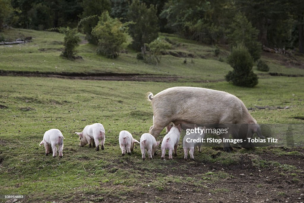 A pig with piglets in a field