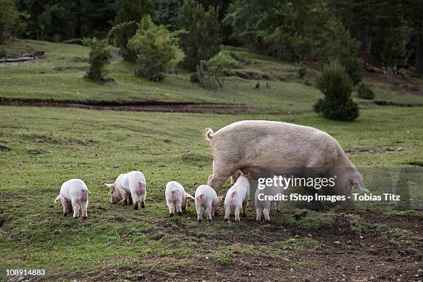 a pig with piglets in a field - piglet bildbanksfoton och bilder