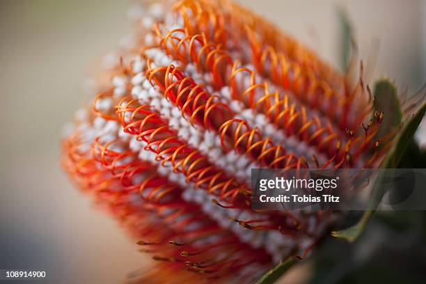 detail of a banksia flower - indigenous australia stock pictures, royalty-free photos & images