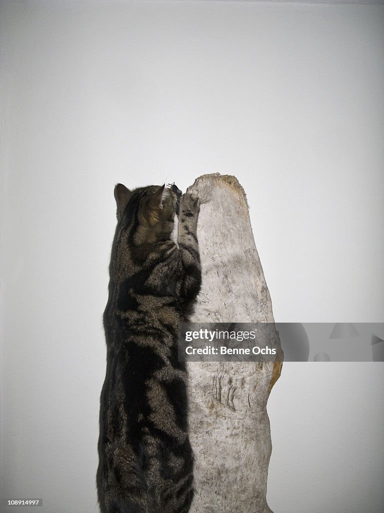 A cat jumping up a piece of wood