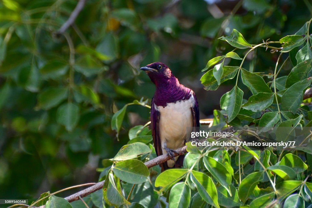 Violet-backed starling (Cinnyricinclus leucogaster)