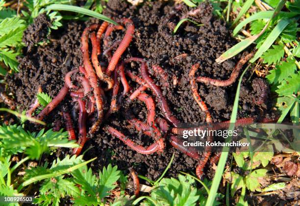 many red worms in dirt - lombrico foto e immagini stock