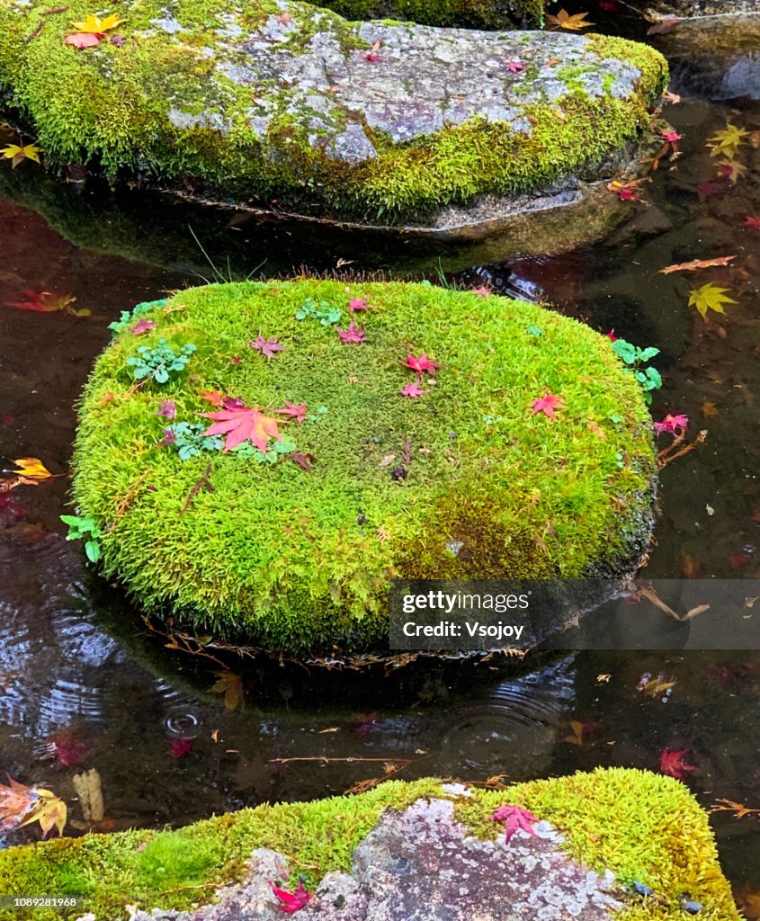 Moss and fungus rocks, Kyoto, Japan