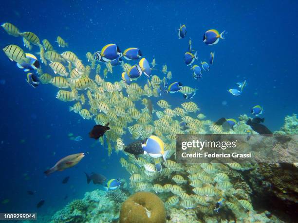 shoal of convict surgeonfish (acanthurus triostegus) - convict surgeonfish stock pictures, royalty-free photos & images