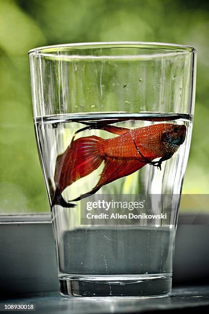 red siamese fighting fish in a cup - kampffische stock-fotos und bilder