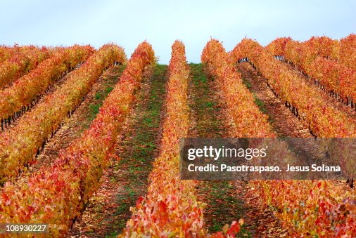 Otoño En La Rioja Iii Autumn At La Rioja Iii High-Res Stock Photo ...