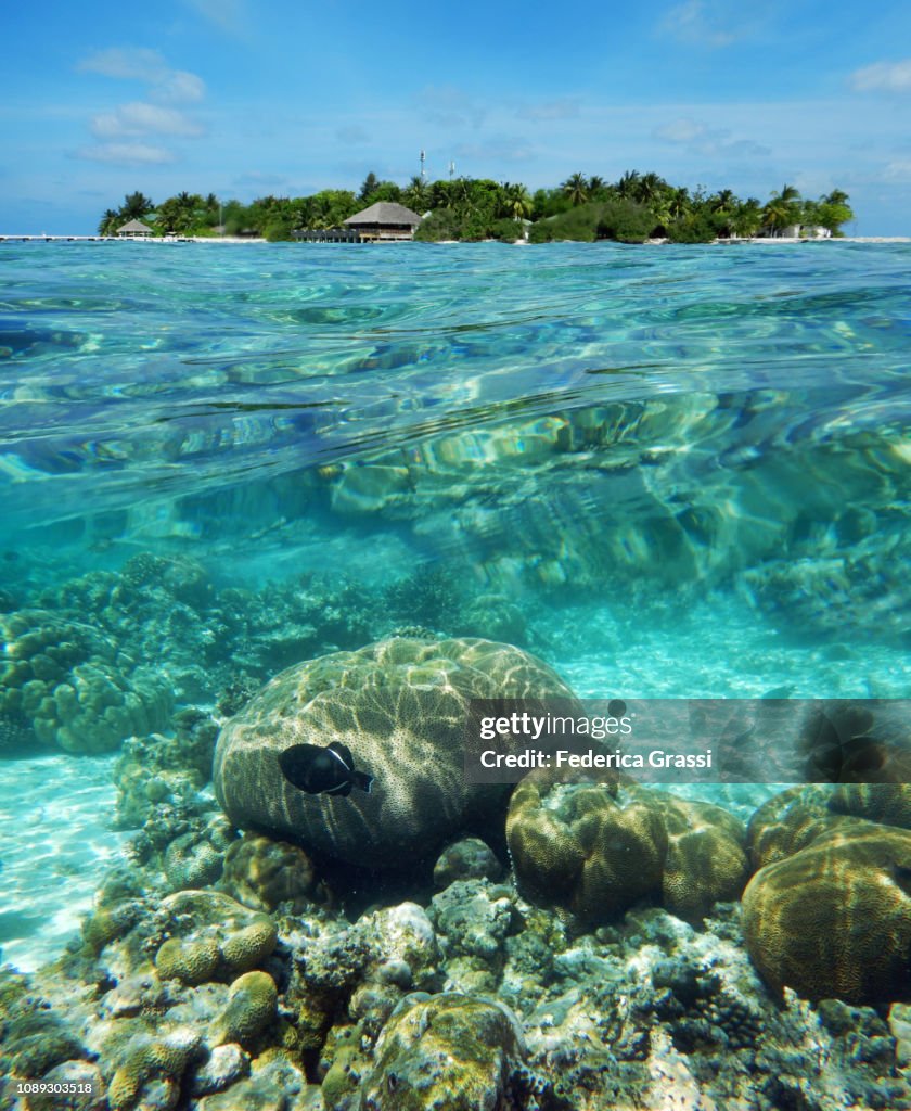 Above and underwater image of Eriyadu Island with Black Triggerfish or Black Durgon