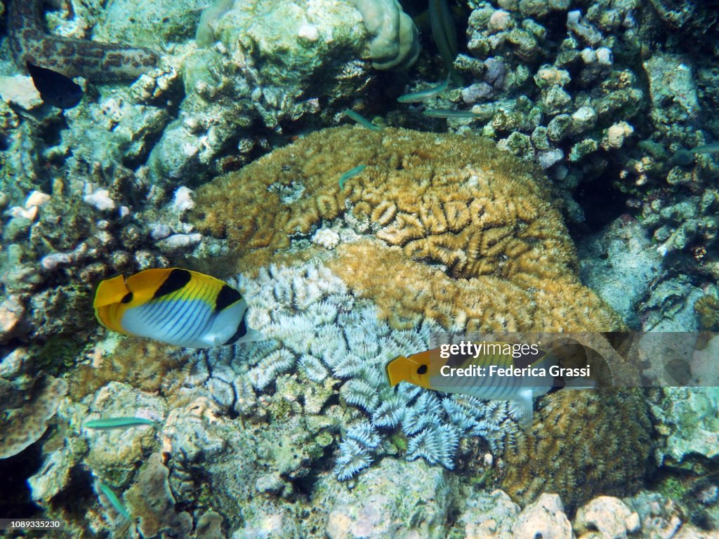 Two Double-saddle (Saddleback) Butterfly Fish (Chaetodon falcula)