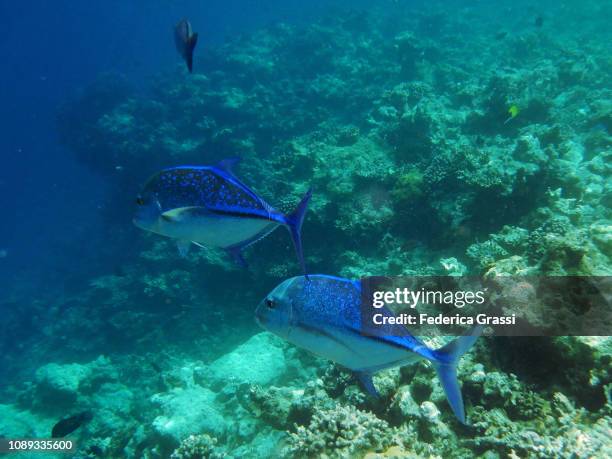 two bluefin trevally (caranx melampygus) - bluefin trevally stock pictures, royalty-free photos & images