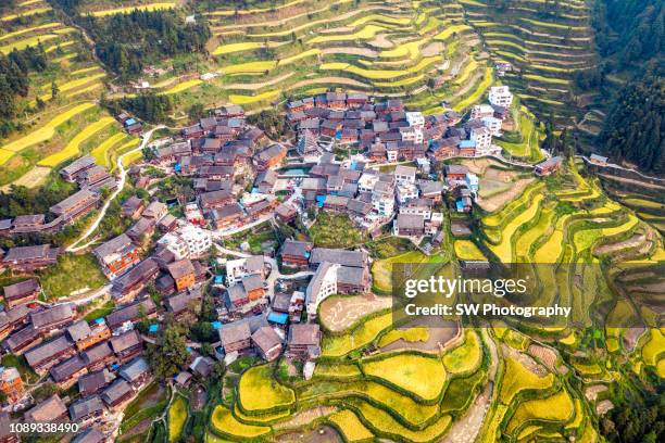 terrace field located in guizhou, china - guizhou province bildbanksfoton och bilder