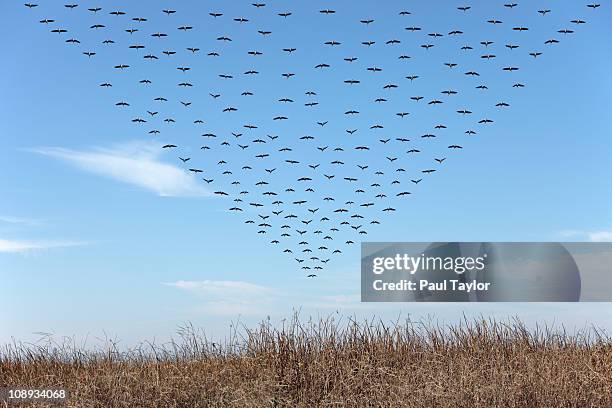 geese in triangular pattern - vogelzwerm stockfoto's en -beelden