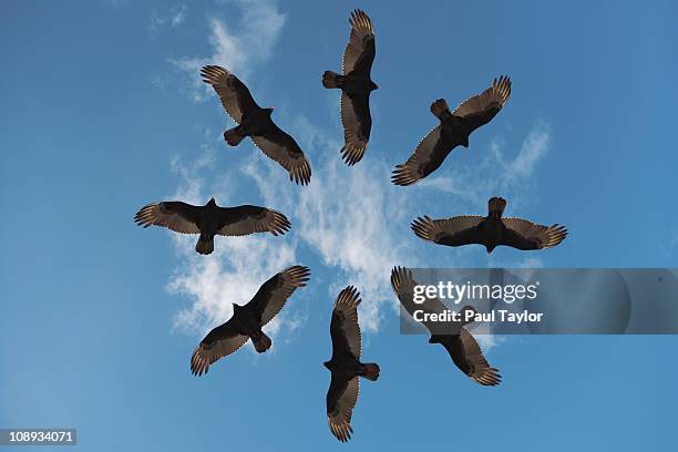 vultures in circular pattern - vulture stock pictures, royalty-free photos & images