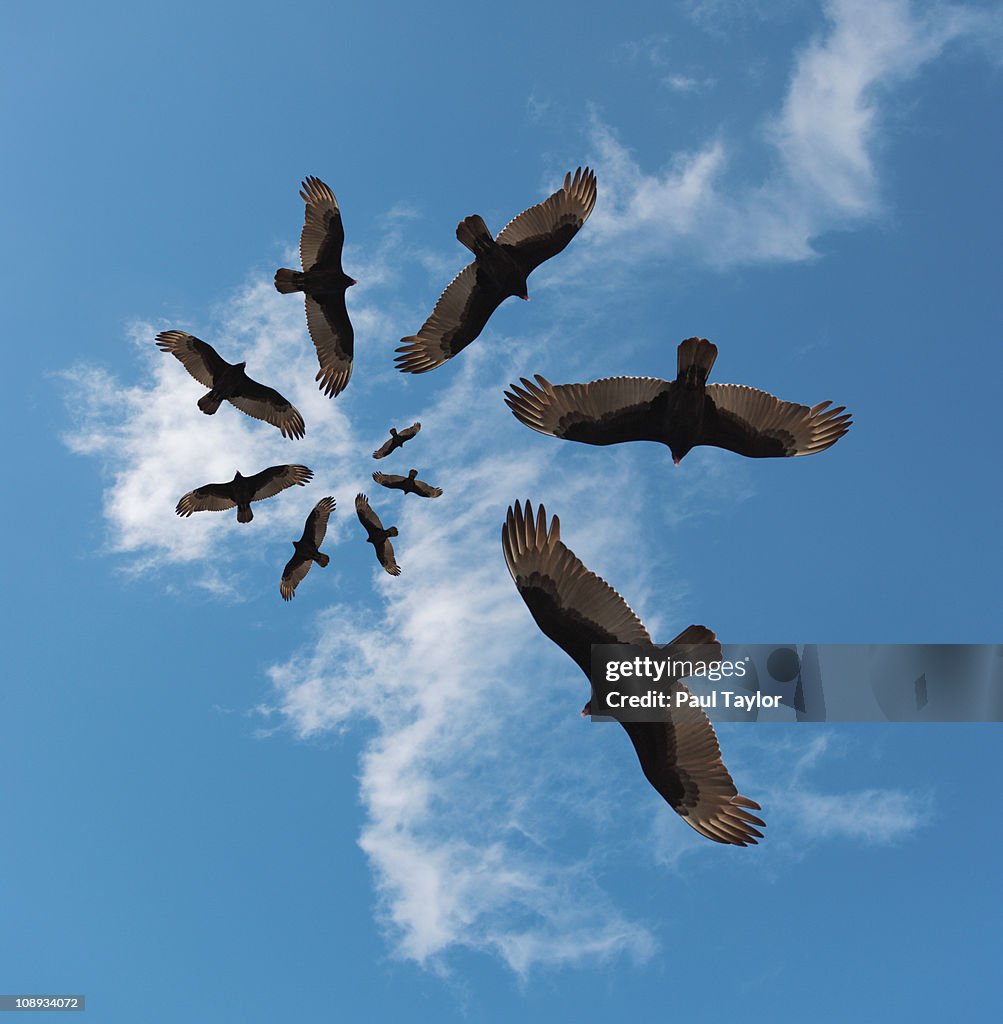 Vultures in Spiral Pattern