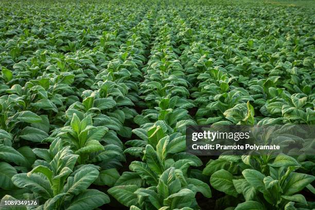 tobacco field, tobacco big leaf crops growing in tobacco plantation field. - tobacco product foto e immagini stock