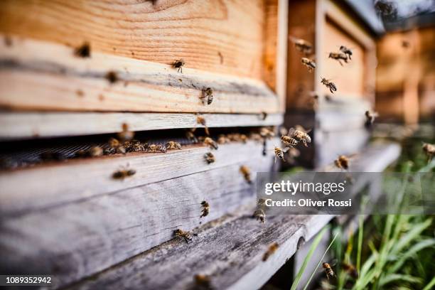 honey bees flying into wooden beehives - bijen stockfoto's en -beelden