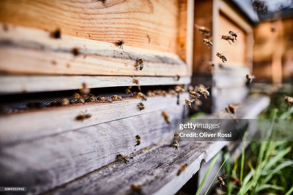 Honey bees flying into wooden beehives